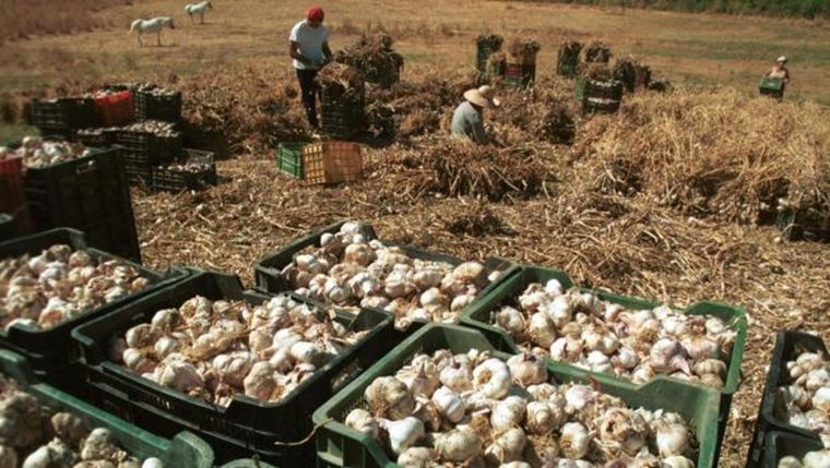 El ajo es uno de los productos estrellas del agro mendocino, pero enfrenta algunos interrogantes para esta temporada. 