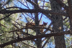 alerta por la aparicion de animales silvestres en zonas urbanas: los motivos y que hacer