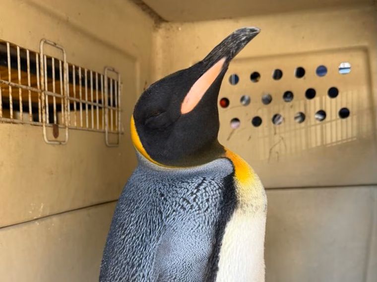 pinguino rey hallado en vicente lopez