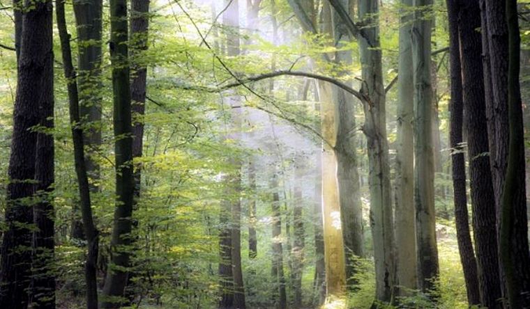 El silencio de los árboles: una advertencia global. Foto: EFE