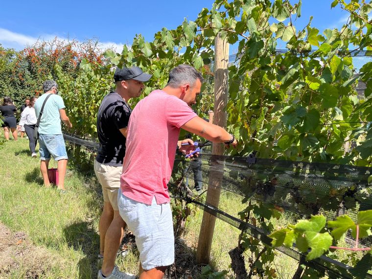Amigos y familiares participan en la cosecha. Foto: Alejandrina Zotelo /MDZ