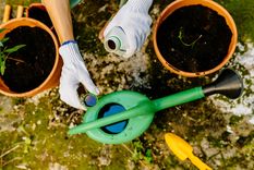 Los mejores trucos para el jardín. Foto: Fuente: Shutterstock