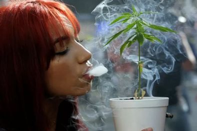 MDZol | Varios países latinoamericanos han avanzado en la legalización parcial del cultivo. Foto: AFP