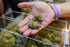 El uso lúdico del cannabis seguirá estando prohibido a nivel federal, pero nuevas regulaciones abren su acceso.