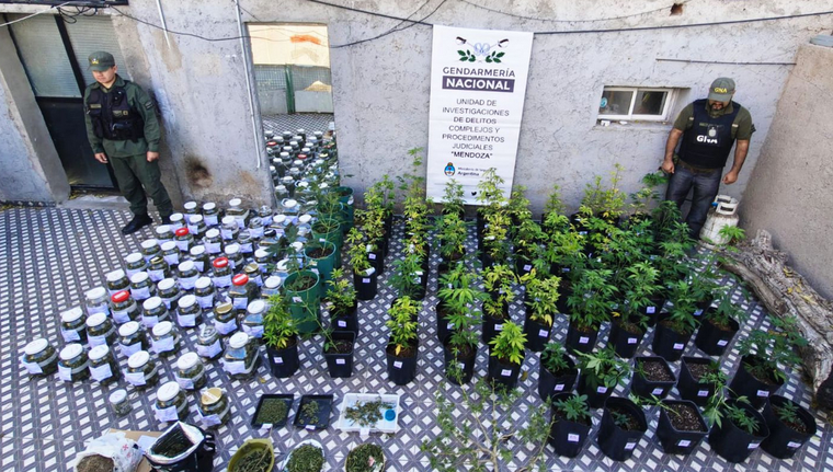 Los frascos con cogollos de marihuana y los plantines de cannabis secuestrados durante los allanamientos en Mendoza.&nbsp;