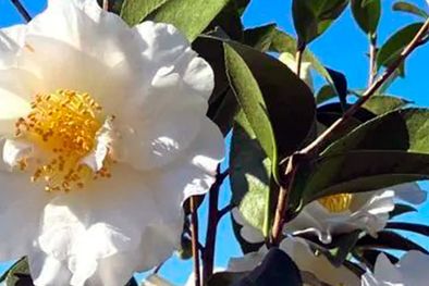 MDZol | Las 8 plantas con flores a las que les encanta la borra del café