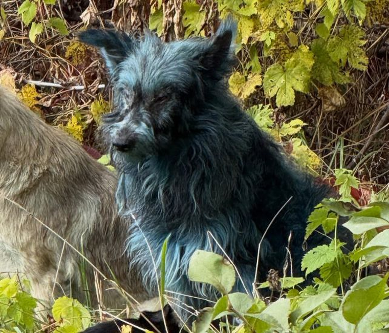 Clean Futures Fund investiga el origen del color azul de los perros en Chernobyl. Clean Futures Fund investiga el origen del color azul de los perros en Chernobyl.