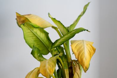 MDZol | Si las hojas de tu planta se pusieron amarillas, esto es lo que tenés que hacer Foto: Shutterstock
