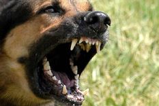 muerte por rabia en eeuu: 500 infectados