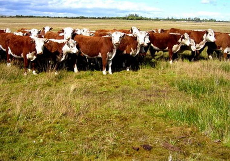 El presupuesto ronda los doce millones de pesos. Foto: web