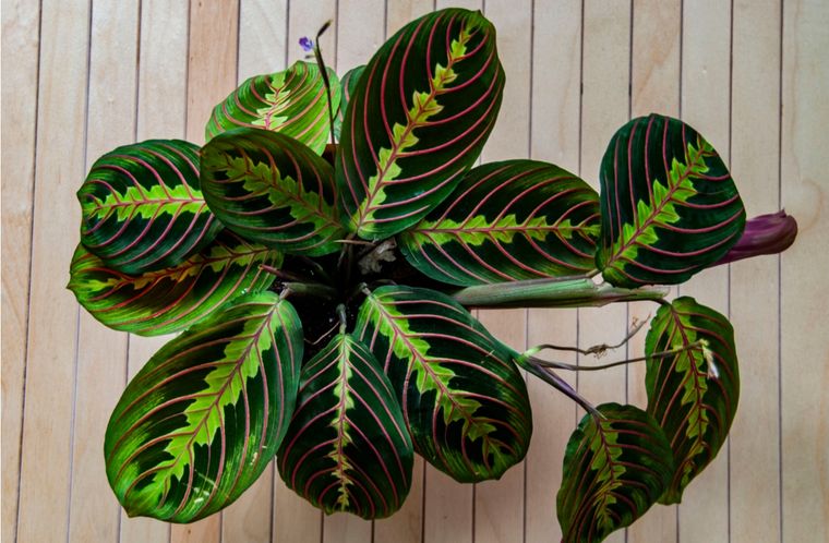 Interior La planta de la oración es una Foto: Shutterstock