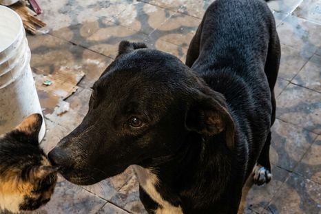 Este es el perro que protegió a un hombre que se encontraba incosciente en plena calle. Este es el perro que protegió a un hombre que se encontraba incosciente en plena calle.