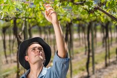 Matáis Morcos. Foto: Gentileza