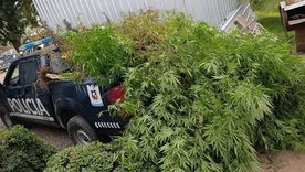 La movilidad policial repleta con las plantas de marihuana secuestradas. La movilidad policial repleta con las plantas de marihuana secuestradas.
