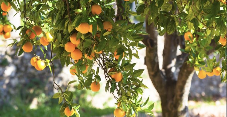 Es ideal para árboles cítricos Foto: Shutterstock