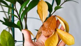 Las hojas amarillas pueden tener varias causas Foto: Fuente: Shutterstock Las hojas amarillas pueden tener varias causas Foto: Fuente: Shutterstock