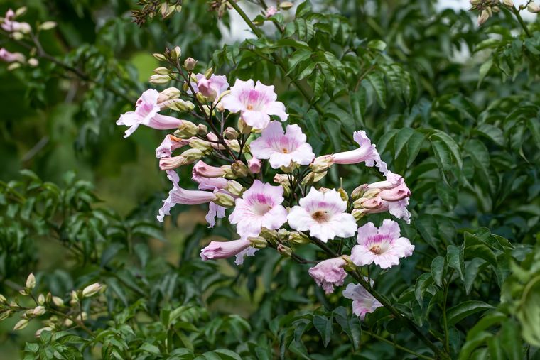Ideal para quienes buscan un jardín lleno de flores en invierno. Foto: Shutterstock