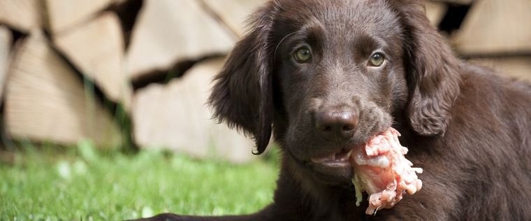 El consumo de huesos de pollo puede causar daño en el intestino de tu animal Foto: Shutterstock