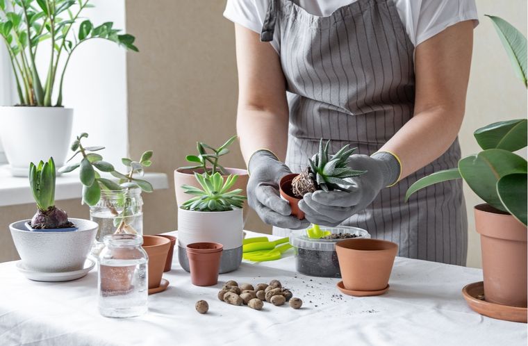 Jardín Cuidados de las suculentas Foto: Shutterstock