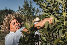 Productores de yerba mate rechazan la propuesta de precios de la industria molinera, lo que pone en riesgo la cosecha que comenzará en sólo unos días. Foto: Shutterstock