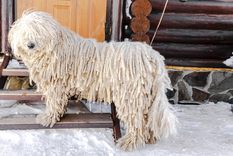 El Puli es uno de los perros más raros Foto: Shutterstock