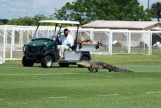 El cocodrilo caminó por el lugar como si fuera su territorio. Foto: Toronto FC El cocodrilo caminó por el lugar como si fuera su territorio. Foto: Toronto FC