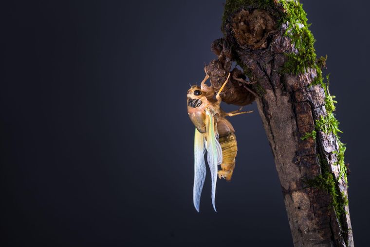 La cigarra es uno de los insectos más populares del planeta, con más de mil especies.