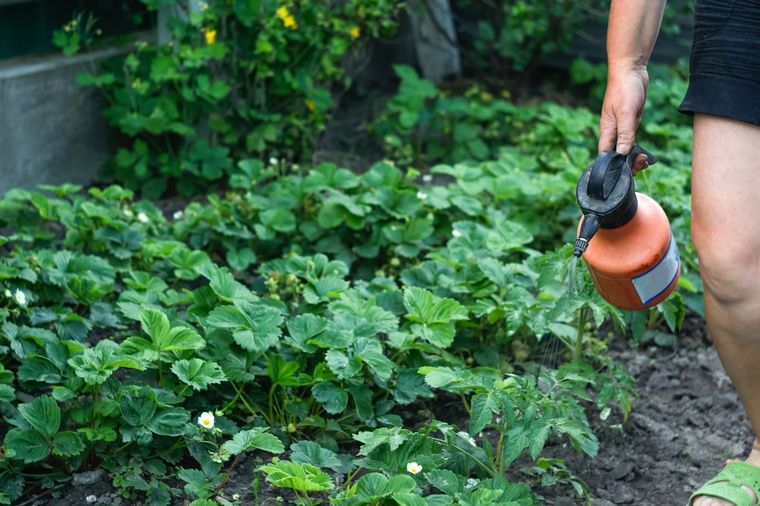 El abono líquido es vital para que las plantas crezcan fuertes y sanas Foto: Fuente: Shutterstock