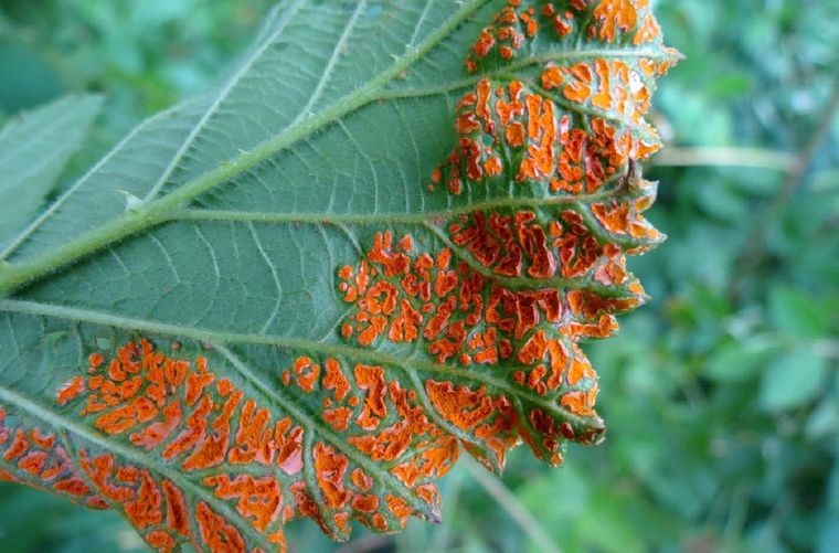 JARDÍN La roya o roya negra es una especie de hongos que enferma a las plantas Foto: BIO SEMILLAS