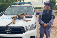 La Policía Rural de Chaco allanó una vivienda y secuestró el cuero y la carne de un puma cazado ilegalmente.