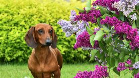 Salud y la limpieza del perro mejorará considerablemente con este trucazo Foto: Shutterstock