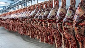 El volumen de las exportaciones de carne vacuna marcaron un aumento superior al 26% respecto al mismo lapso de 2024.
