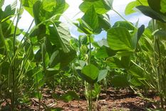 el ano arranco con perdidas para el petroleo la soja y las acciones