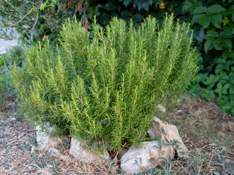 Romero, una planta con buenas vibras. Foto: Fuente: Shutterstock