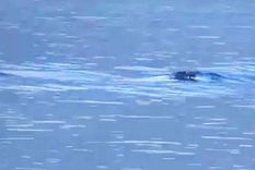 Dos pescadores filmaron la aparición de una extraña criatura en el lago Nahuel Huapi