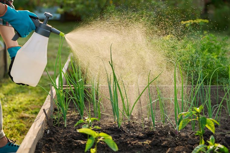 Este abono casero es oro las plantas del jardín Foto: Shutterstock