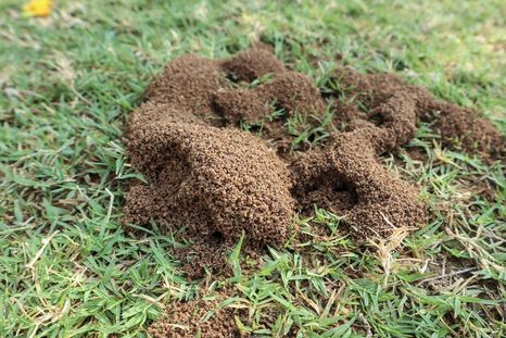 Cómo alejar las hormigas del jardín con trucos caseros. Foto: Shutterstock Cómo alejar las hormigas del jardín con trucos caseros. Foto: Shutterstock