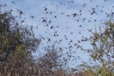 Imágenes de las langostas en la provincia de Córdoba. Foto: Ministerio de Bioagroindustria