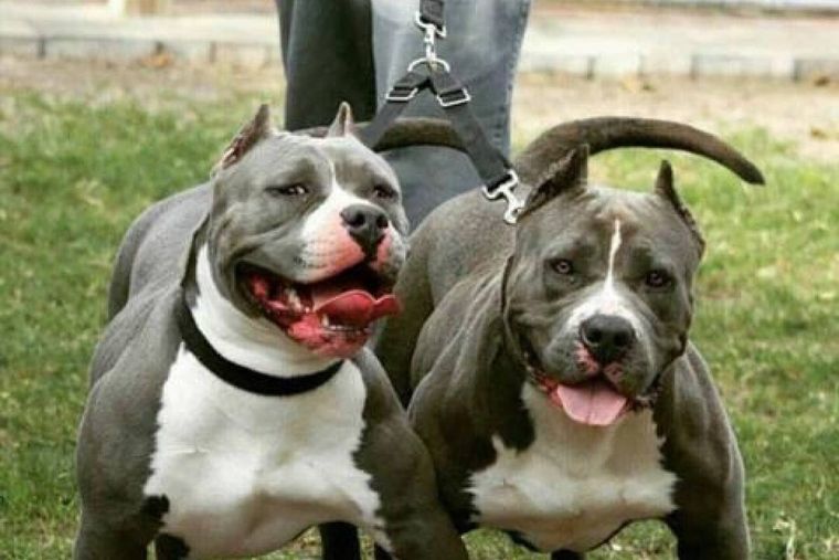 En algunas razas son habituales las mutilaciones con fines estéticos