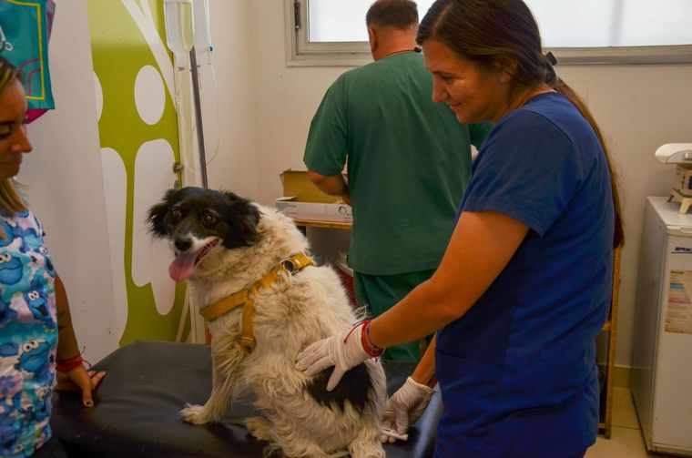 La Municipalidad de Las Heras consolida un plan integral de bienestar animal. La Municipalidad de Las Heras consolida un plan integral de bienestar animal.