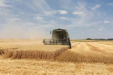 El maíz seguramente se va a sumar también al récord del trigo.