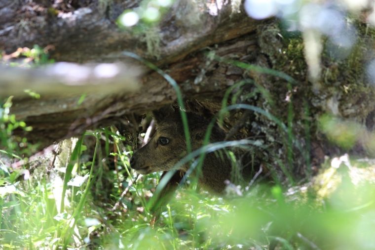 El hallazgo permite preservar a la especie del riesgo de desaparición. Foto: Conicet