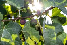 Higuera en el jardín