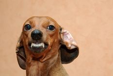 Este reciente estudio arrojó datos que sorprendieron a todos Foto: Shutterstock