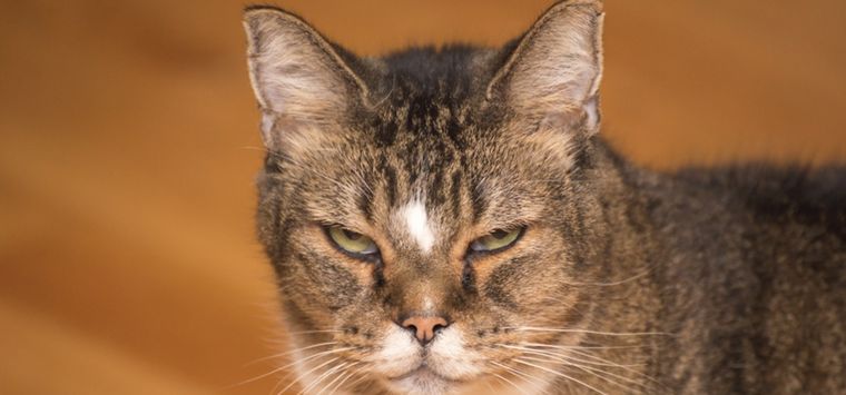 Estos elementos probablemente espantan a tu gato Foto: Shutterstock