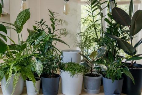 Existe un abono casero que hará revivir a tus plantas marchitas. Foto: Shutterstock