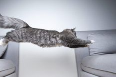 ¿Por qué los gatos corren como locos a determinada hora? La respuesta en la nota. Foto: Purina