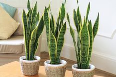 Cultiva sanseviera en tu jardín y dale un gran toque de estilo. Cultiva sanseviera en tu jardín y dale un gran toque de estilo.