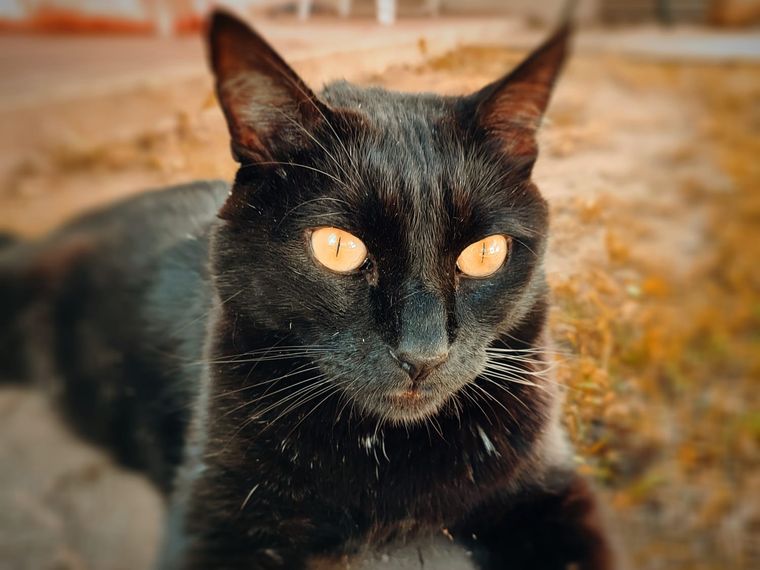 Con este consejo tus gatos no arañarán más los muebles Foto: Magela Muzio