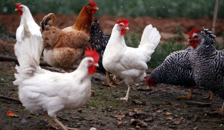 Las gallinas sirven a los seres humanos desde hace miles de años. Foto: Efe.